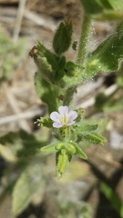 Erythranthe parishii