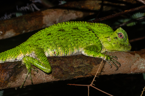 Abbott’s Anglehead Lizard [abbotti], Gonocephalus doriae