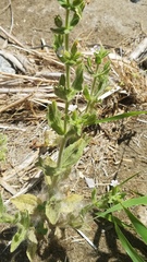 Erythranthe parishii