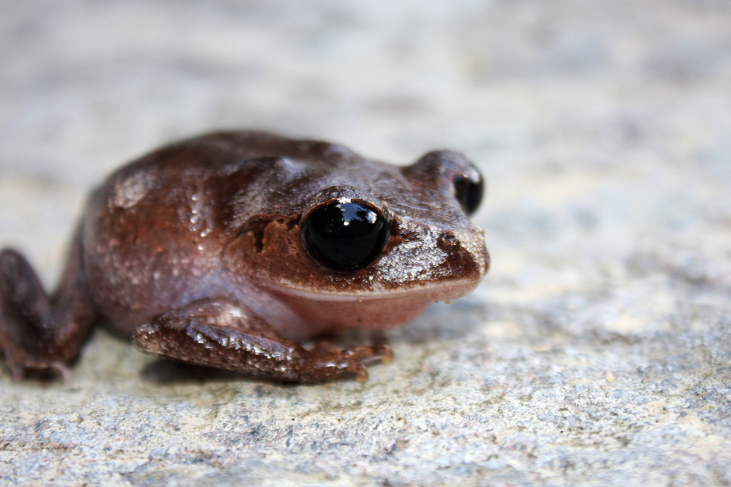 Palawan Litter Frog
