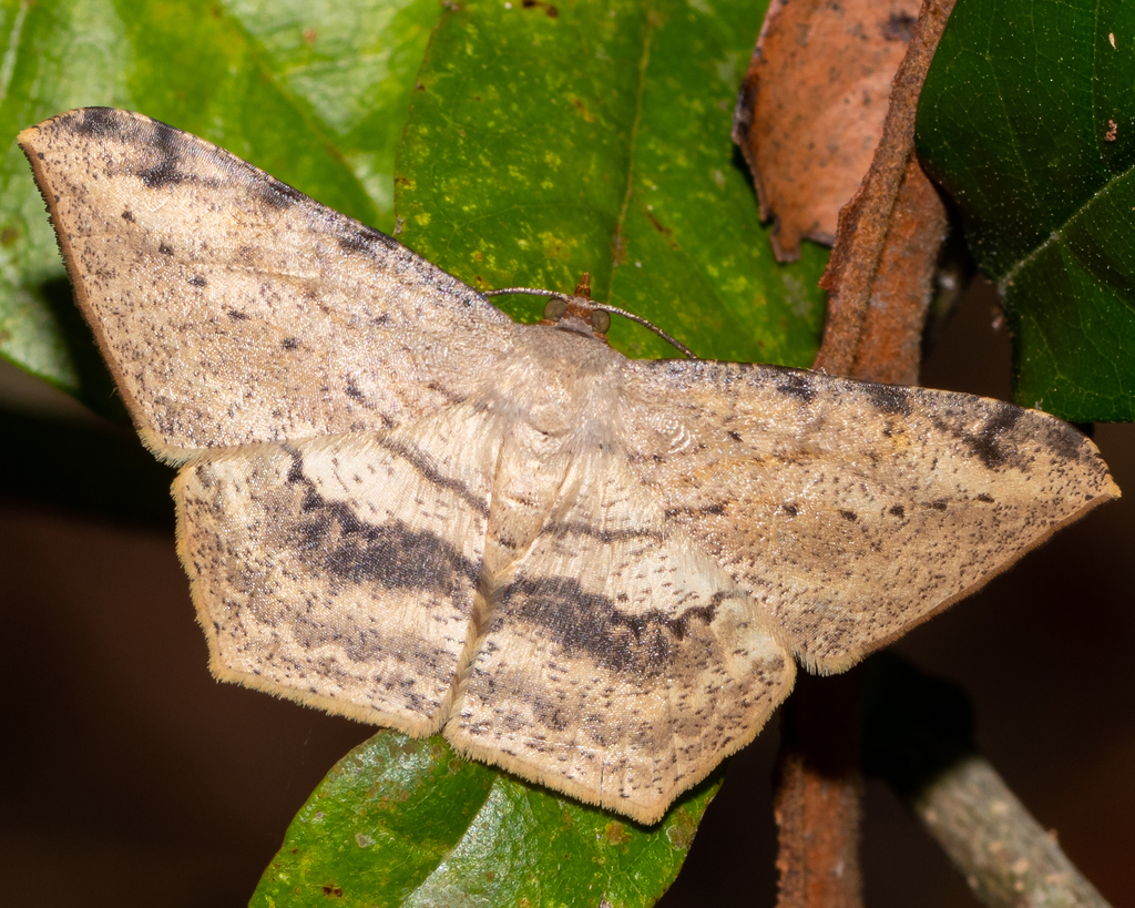 Calletaera jotaria