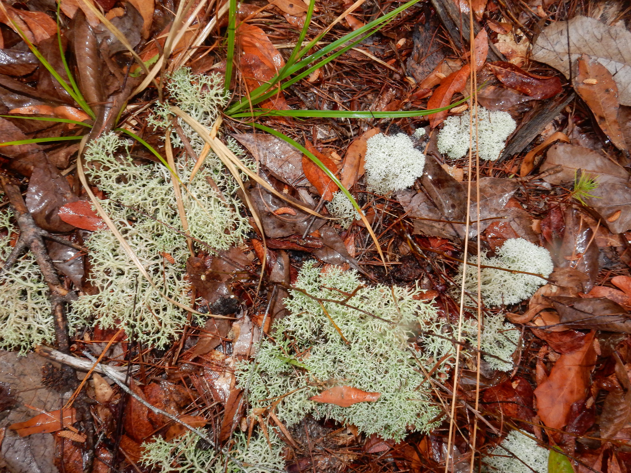 Cladonia evansii image