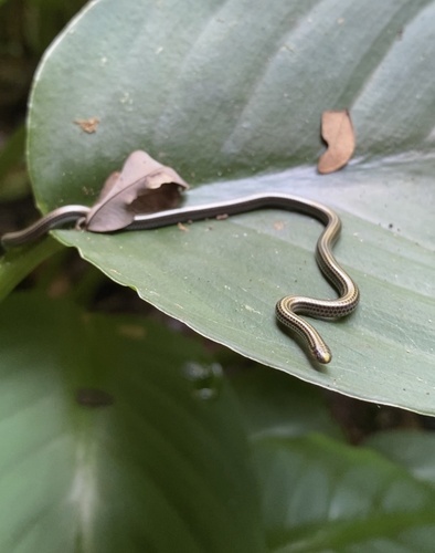 Epictia striatula