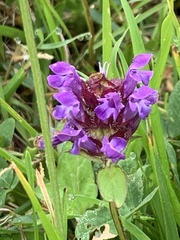 Prunella vulgaris