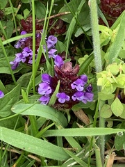 Prunella vulgaris