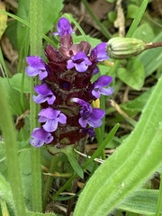 Prunella vulgaris