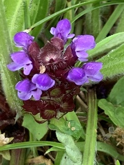 Prunella vulgaris