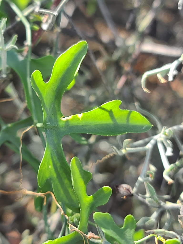 Ibervillea macdougalii, Pima County, US-AZ, US