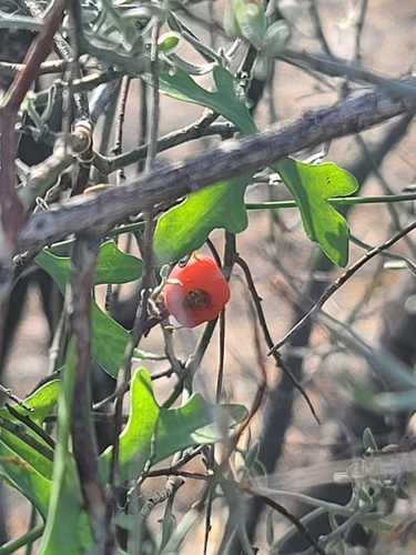 Image of Ibervillea macdougalii by no rights reserved