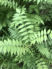 Sorbaria sorbifolia