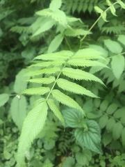 Aruncus dioicus