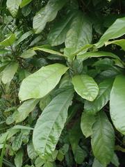 Sterculia monosperma