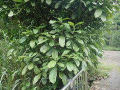 Sterculia monosperma