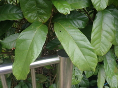 Sterculia monosperma