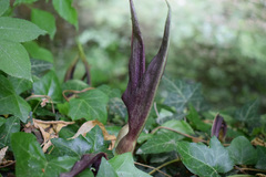 Arum elongatum