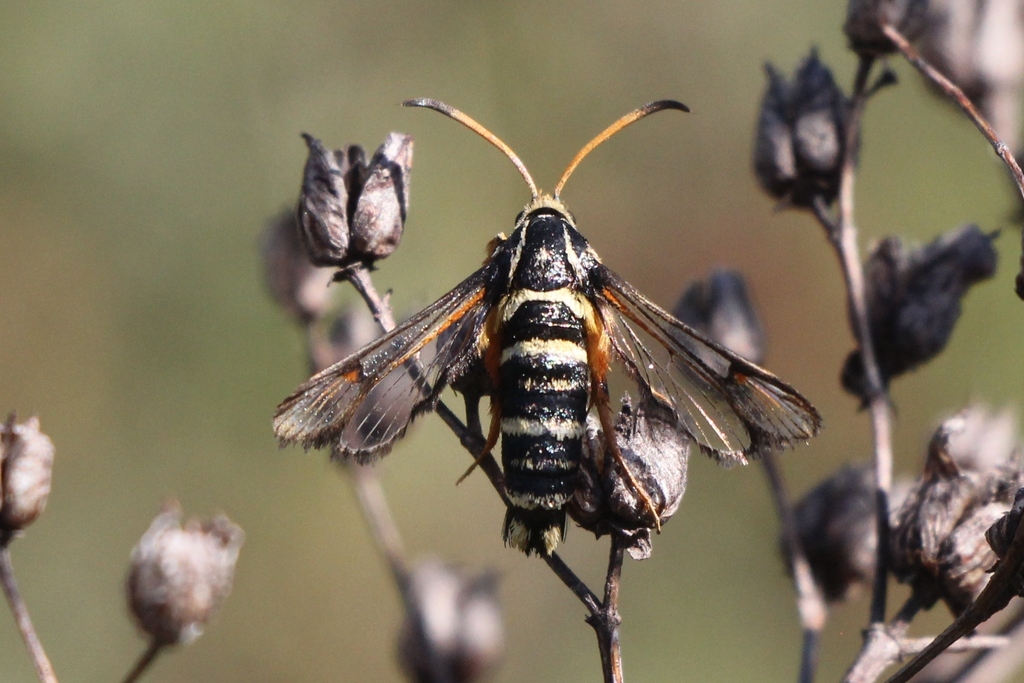 Bembecia scopigera