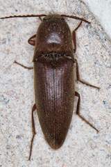 Diplostethus texanus