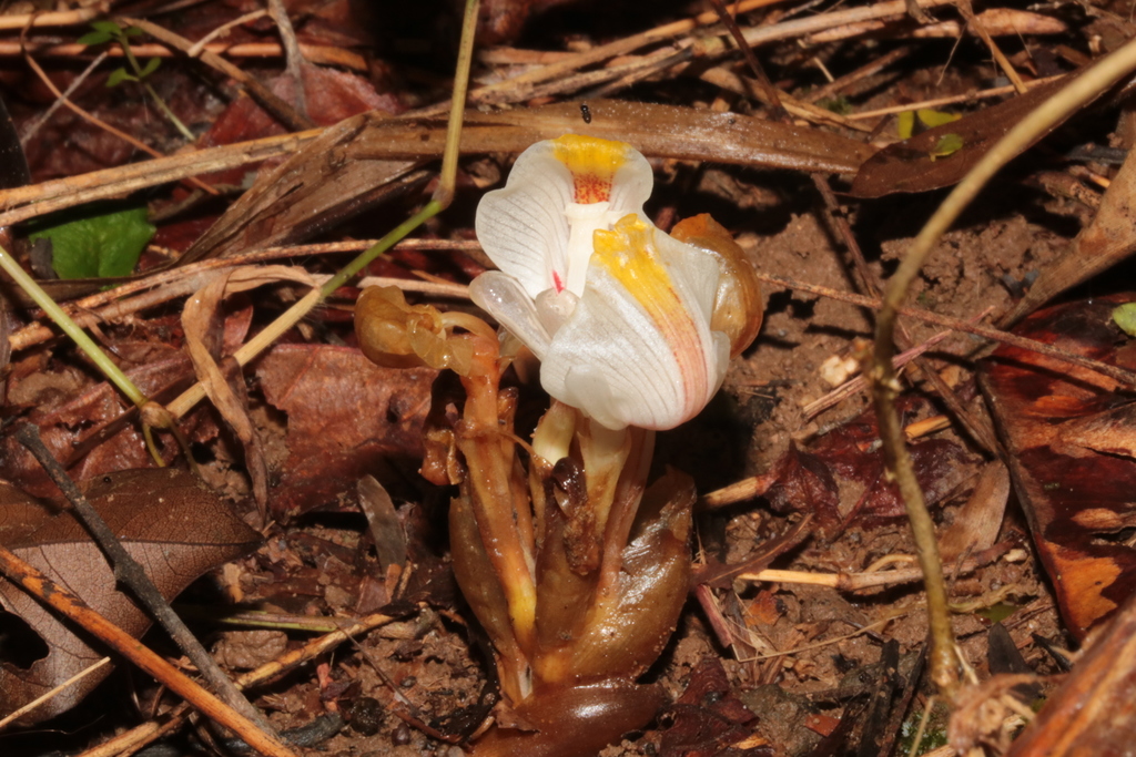 Wurfbainia microcarpa (Wurfbainia microcarpa)
