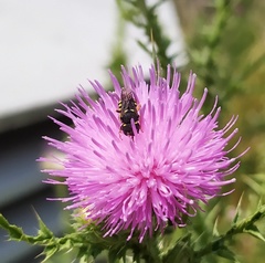 Pseudoanthidium nanum