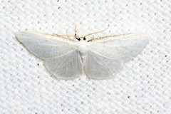 Protitame virginalis