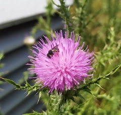 Pseudoanthidium nanum
