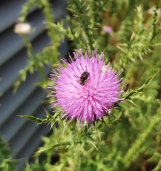 Pseudoanthidium nanum