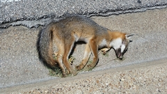 Urocyon cinereoargenteus