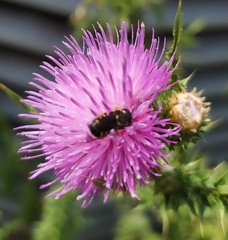 Pseudoanthidium nanum