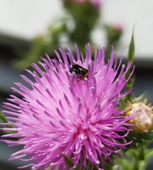 Pseudoanthidium nanum