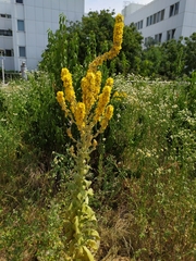 Verbascum speciosum