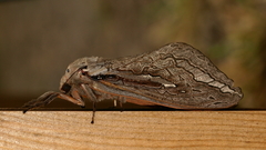 Abantiades latipennis