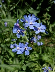 Hackelia velutina