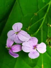 Lunaria rediviva
