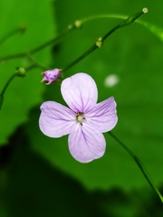 Lunaria rediviva
