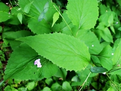 Lunaria rediviva