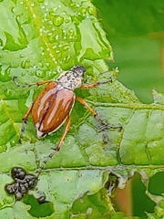 Macrodactylus subspinosus