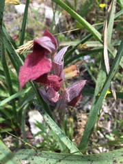 Serapias cordigera