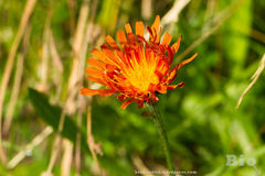 Crepis aurea