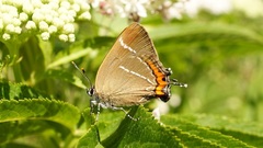 Satyrium w-album