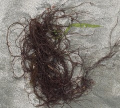 Gracilariaceae