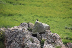 Geocolaptes olivaceus