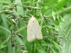 Zelotherses paleana