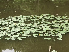 Nuphar variegata