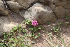 Trifolium burchellianum