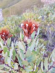 Protea lacticolor