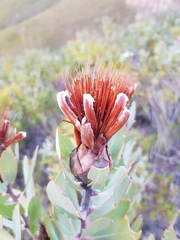 Protea lacticolor