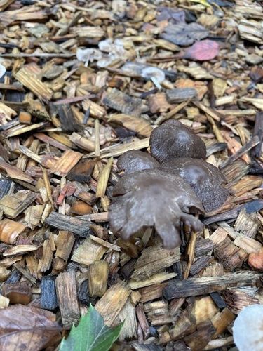 Psathyrella bipellis