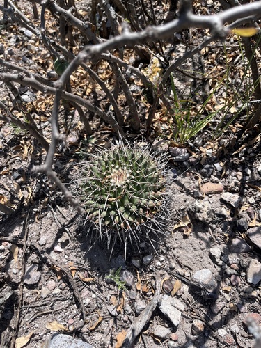 Image of Mammillaria magnimamma by (c) bungaosam83_second, some rights reserved (CC BY-SA)