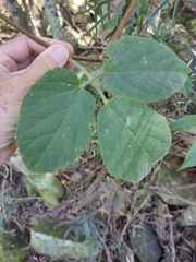 Cayratia acris