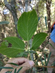 Cayratia acris, photograph Tony van Kampen, CC BY, iNaturalist via GBIF